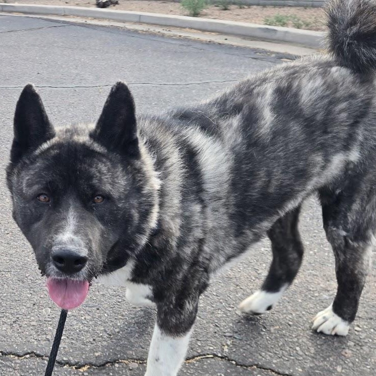 Enlarge Tora, a Adopted Akita in Queen Creek, AZ image 2/6