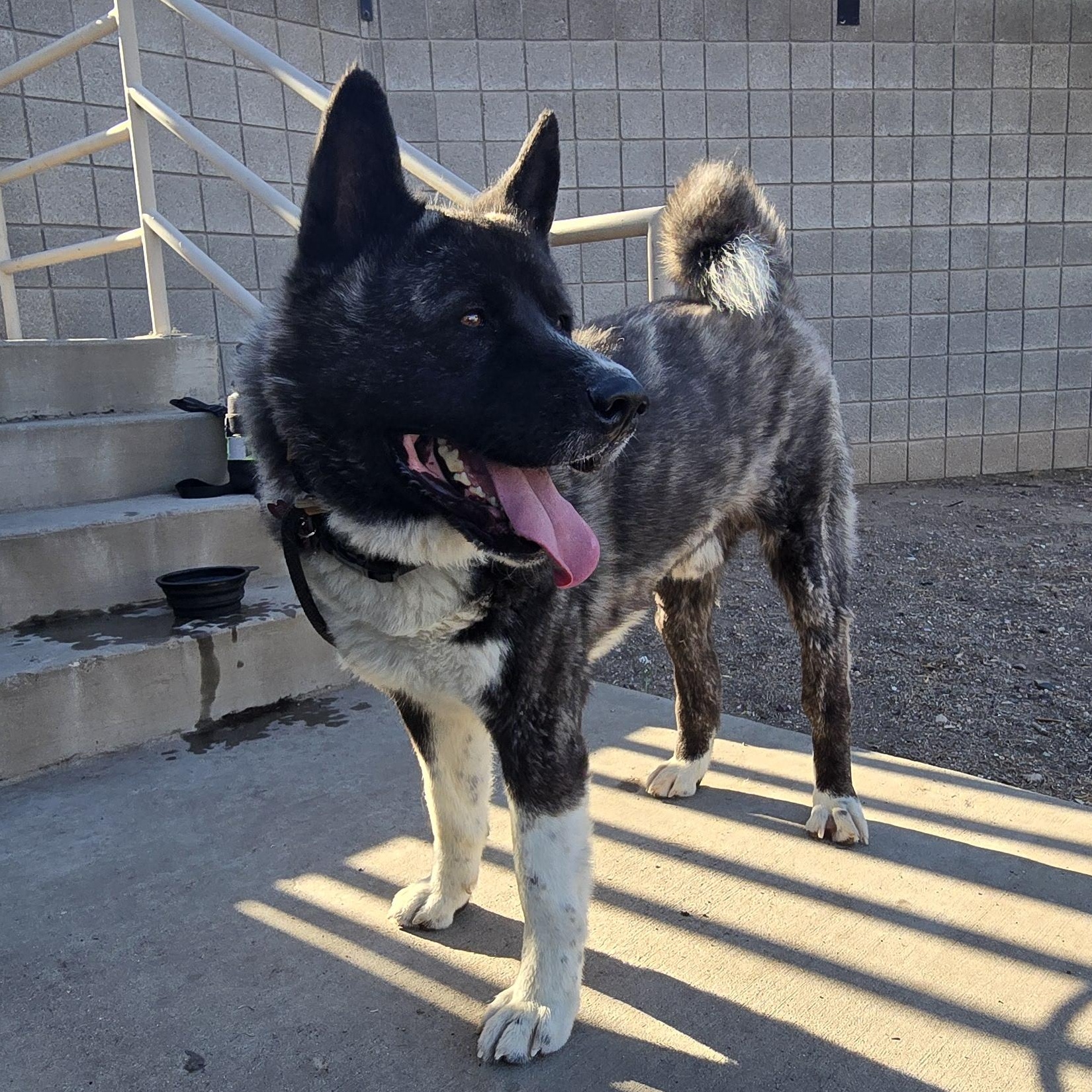 Enlarge Tora, a Adopted Akita in Queen Creek, AZ image 5/6