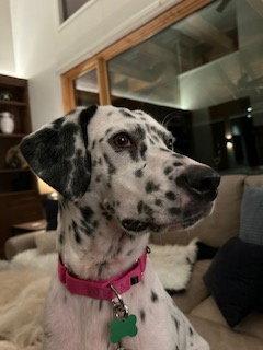 Sugar, Adoptable, Adult Female Dalmatian.