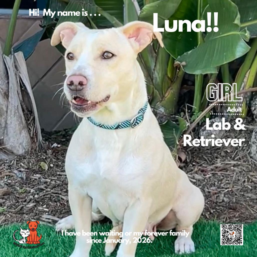 Luna, Adoptable, Adult Female Yellow Labrador Retriever & Mixed Breed.