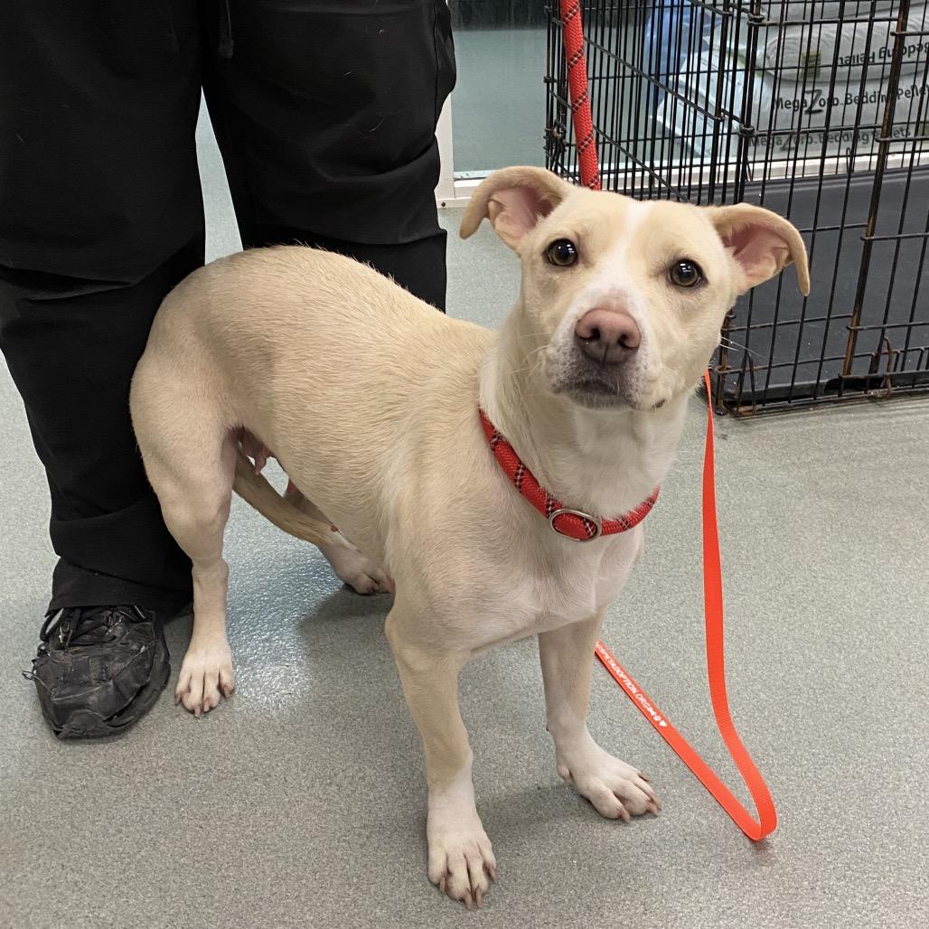 Enlarge Luna, a Adoptable mixed breed in Westminster, CA image 2/3