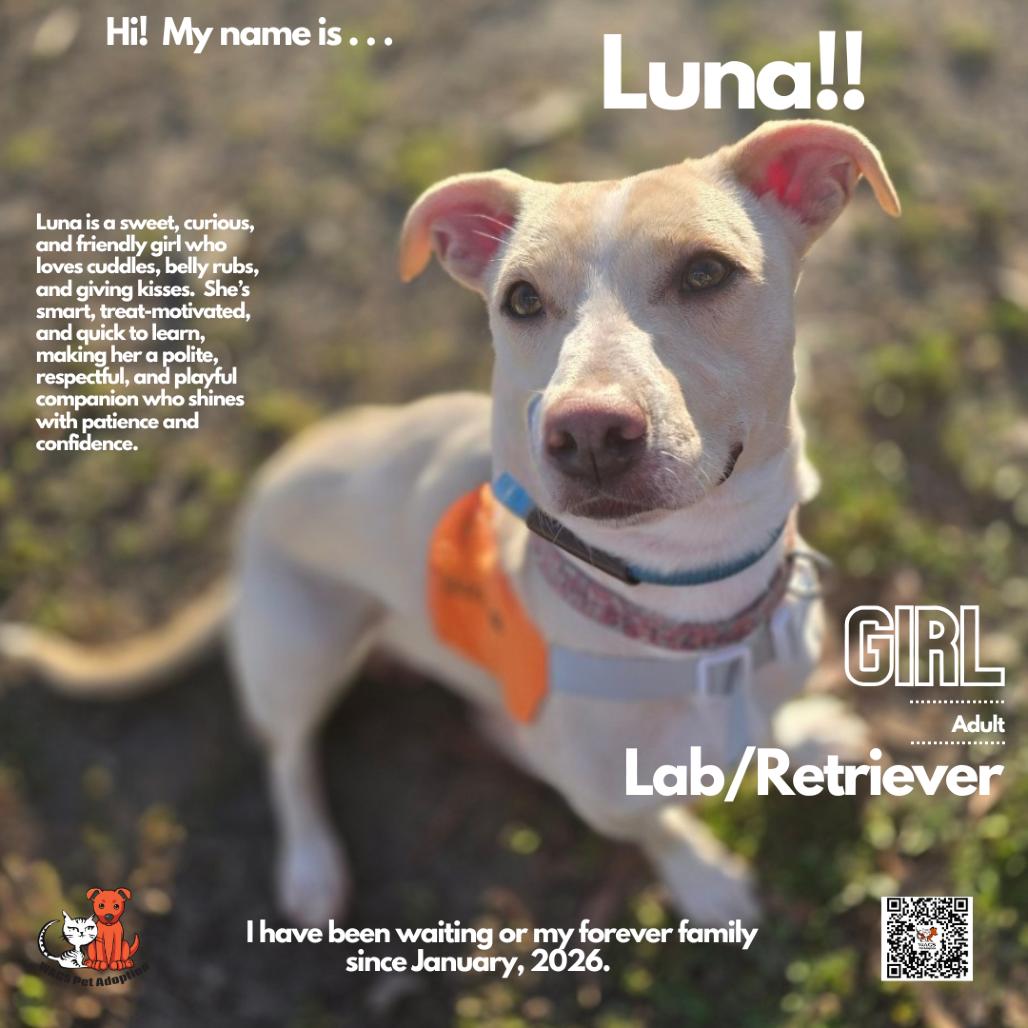 Enlarge Luna, a Adoptable mixed breed in Westminster, CA image 3/3
