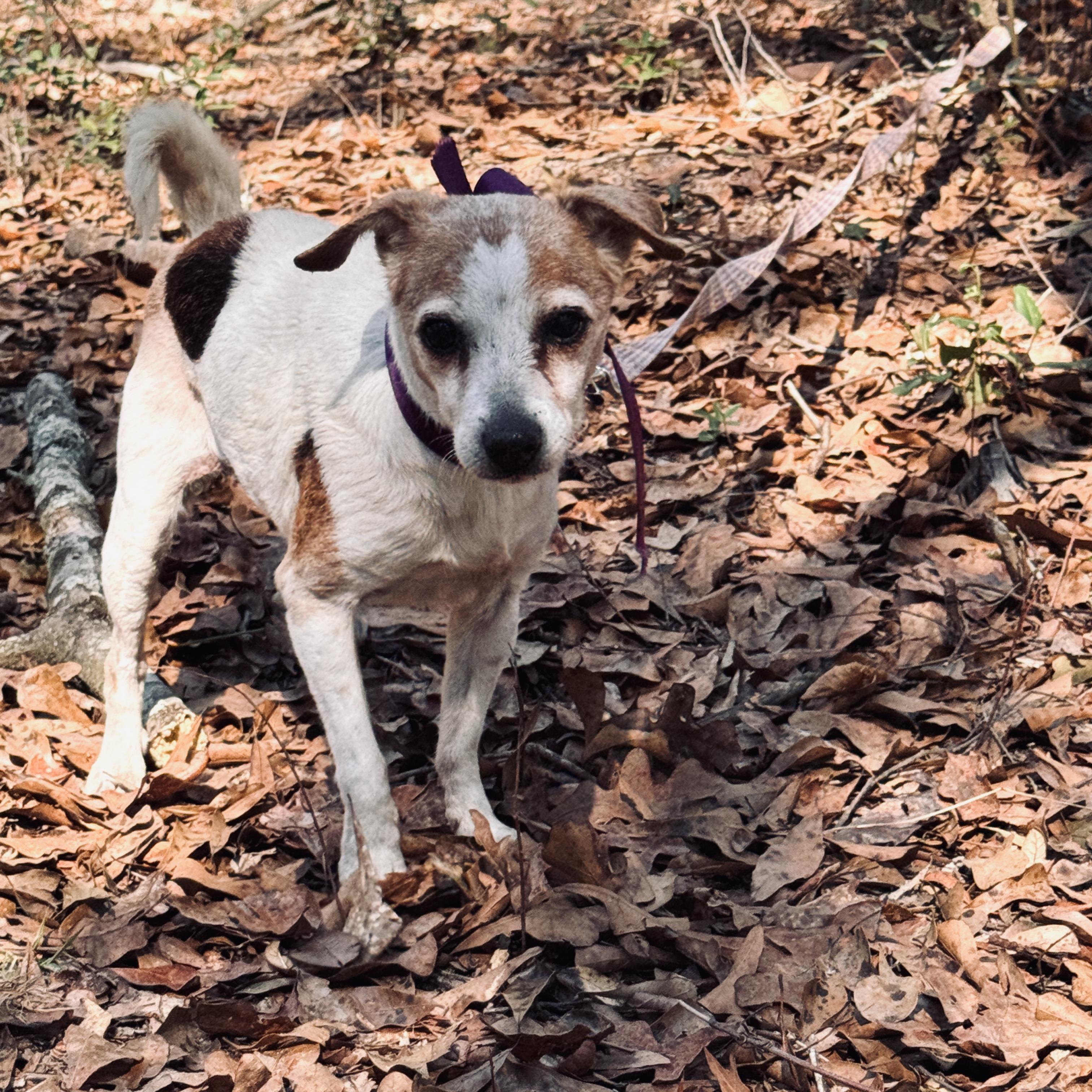Enlarge Millicent, an adopted Chihuahua in Jacksonville, FL image 5/5