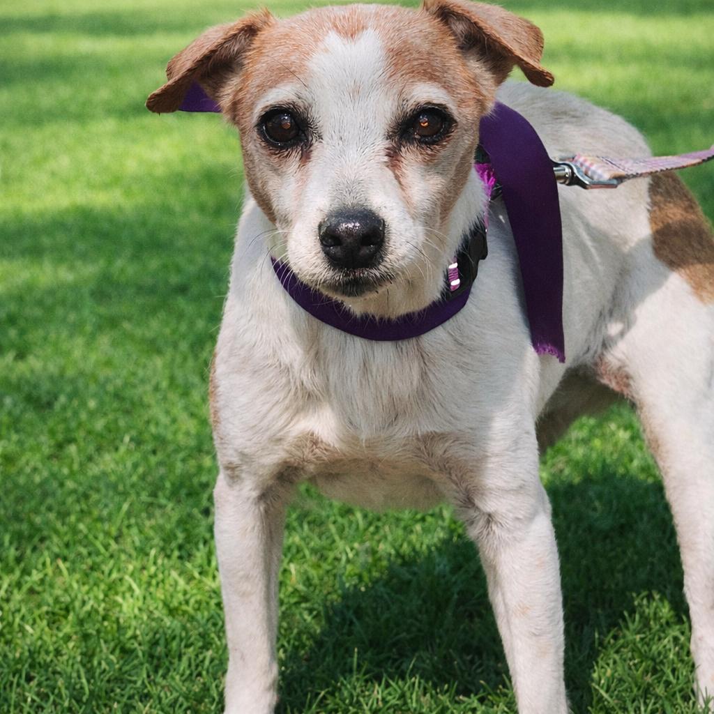 Enlarge Millicent, an adopted Chihuahua in Jacksonville, FL image 4/5