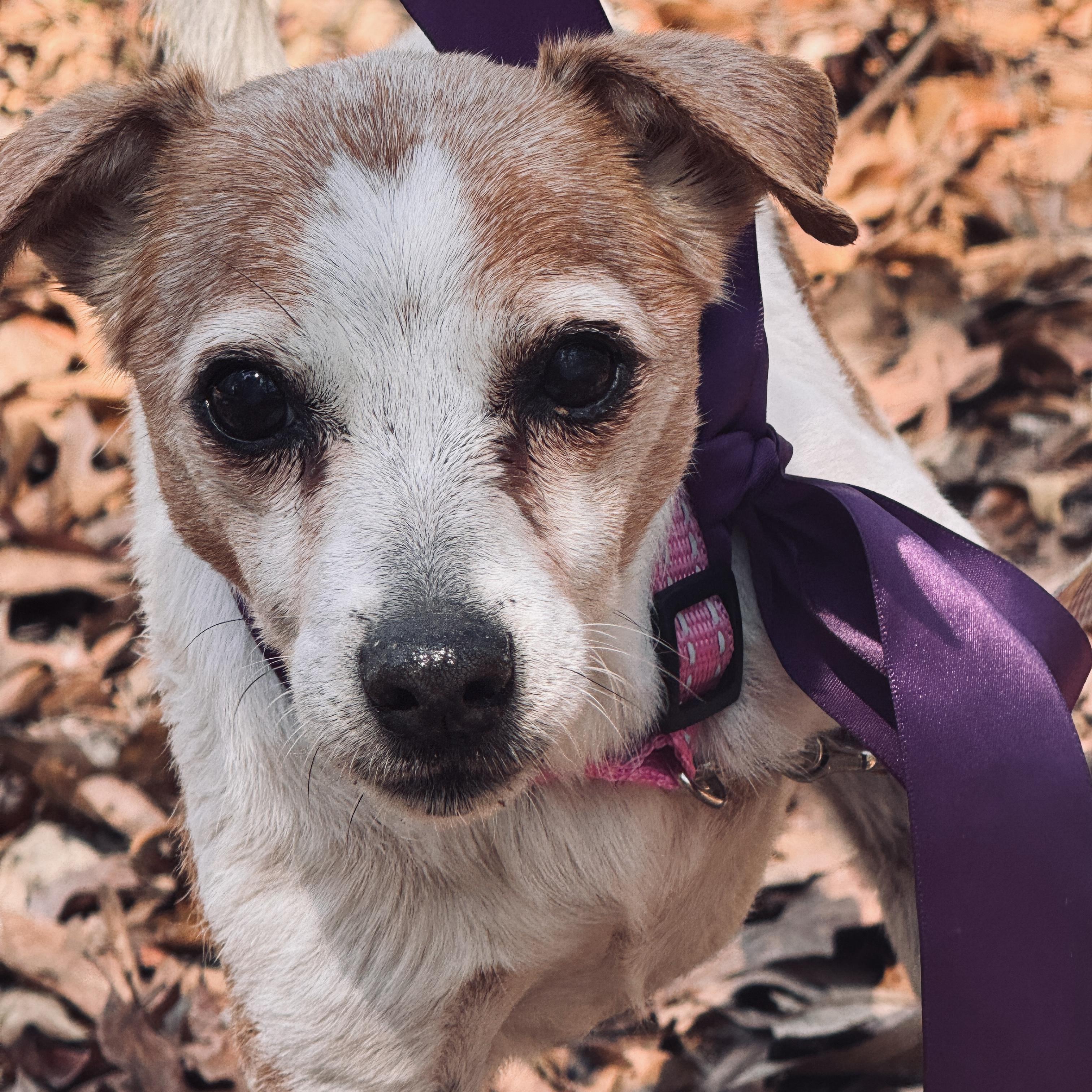 Enlarge Millicent, an adopted Chihuahua in Jacksonville, FL image 3/5