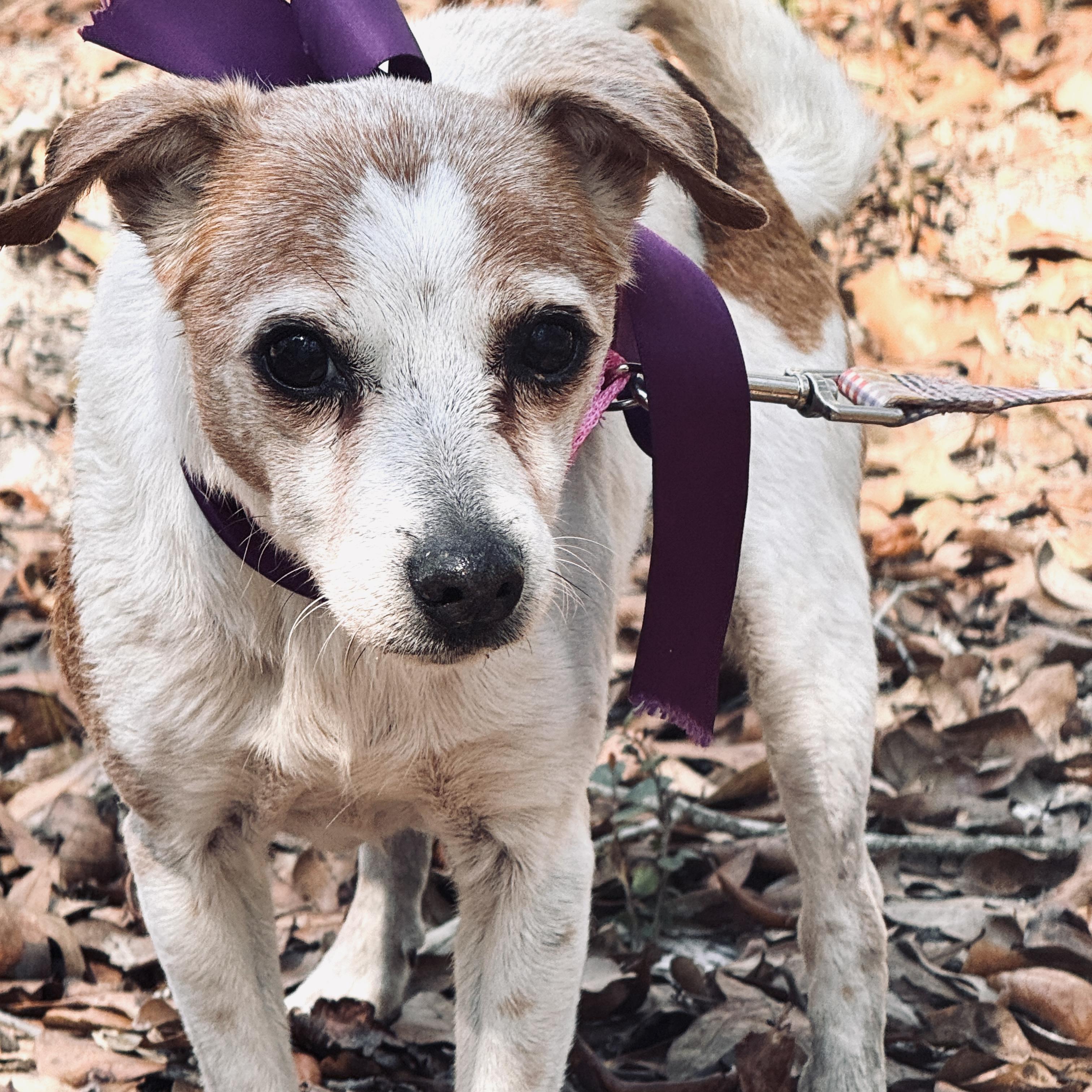 Enlarge Millicent, an adopted Chihuahua in Jacksonville, FL image 2/5