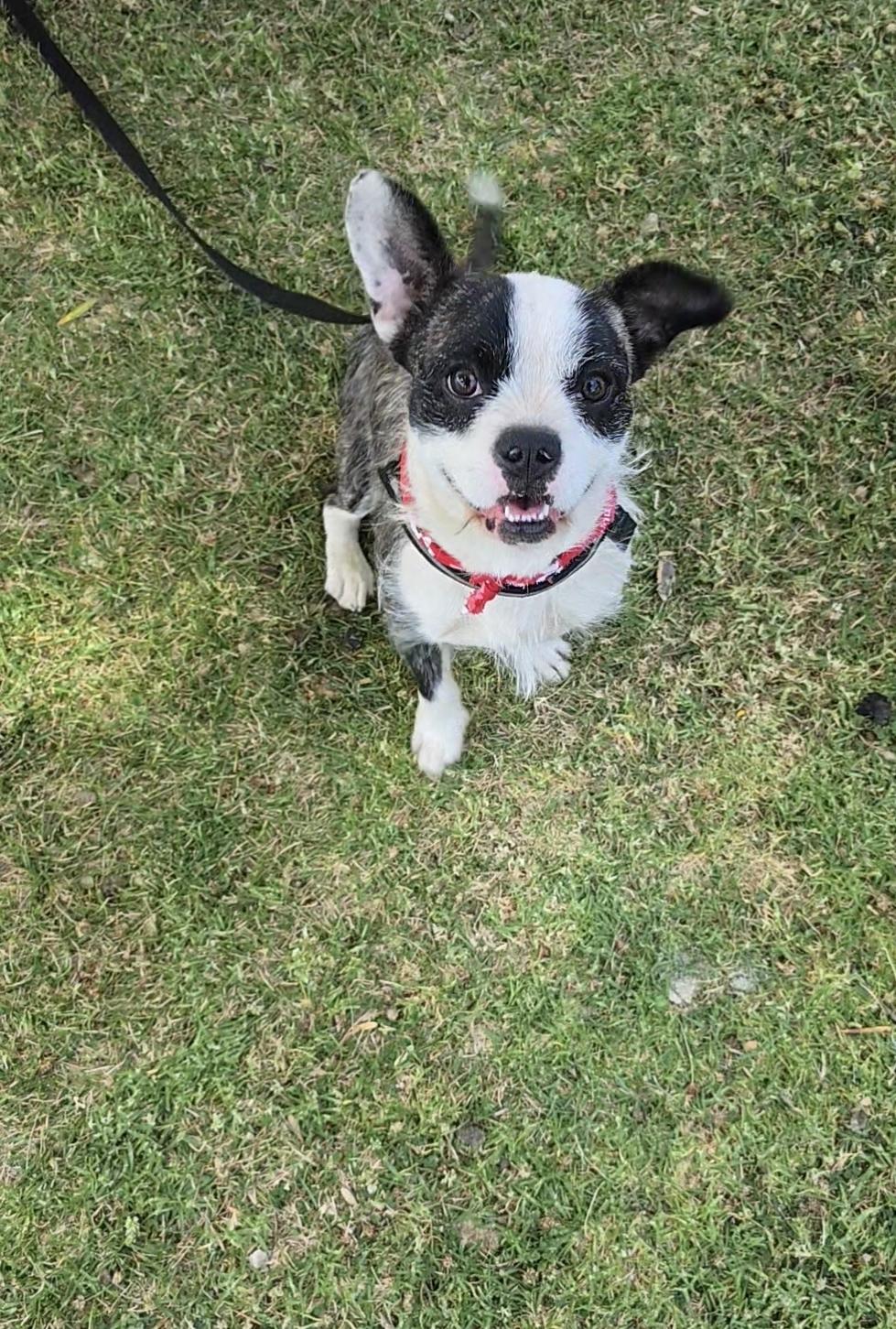 Kelso, an adoptable Boston Terrier & French Bulldog Mix in Lake Elsinore, CA_image-1