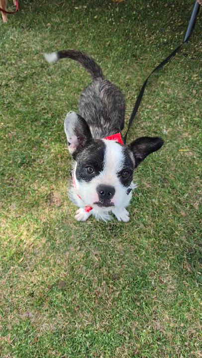 Enlarge Kelso, a Adopted mixed breed in Lake Elsinore, CA video 2/2