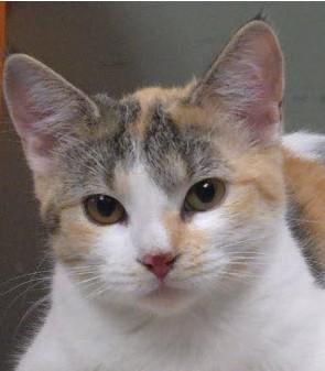 Enlarge Cali Burg - must adopt with Spice, a Adoptable Domestic Short Hair in Hudson, MA image 1/1