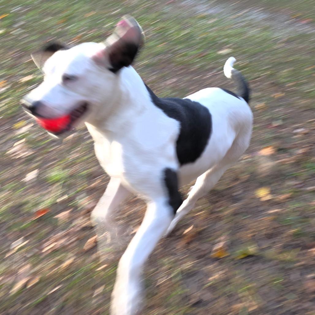 Passion Fruit, a Adoptable Mixed Breed in Michigan City, IN image 1/6