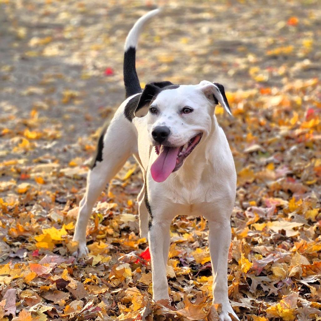 Passion Fruit, Adoptable, Young Female Mixed Breed.