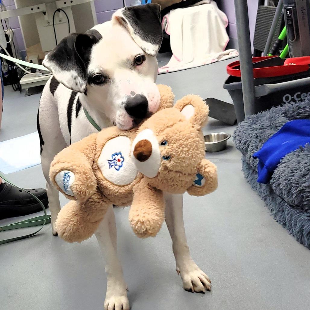 Passion Fruit, a Adoptable Mixed Breed in Michigan City, IN image 3/6