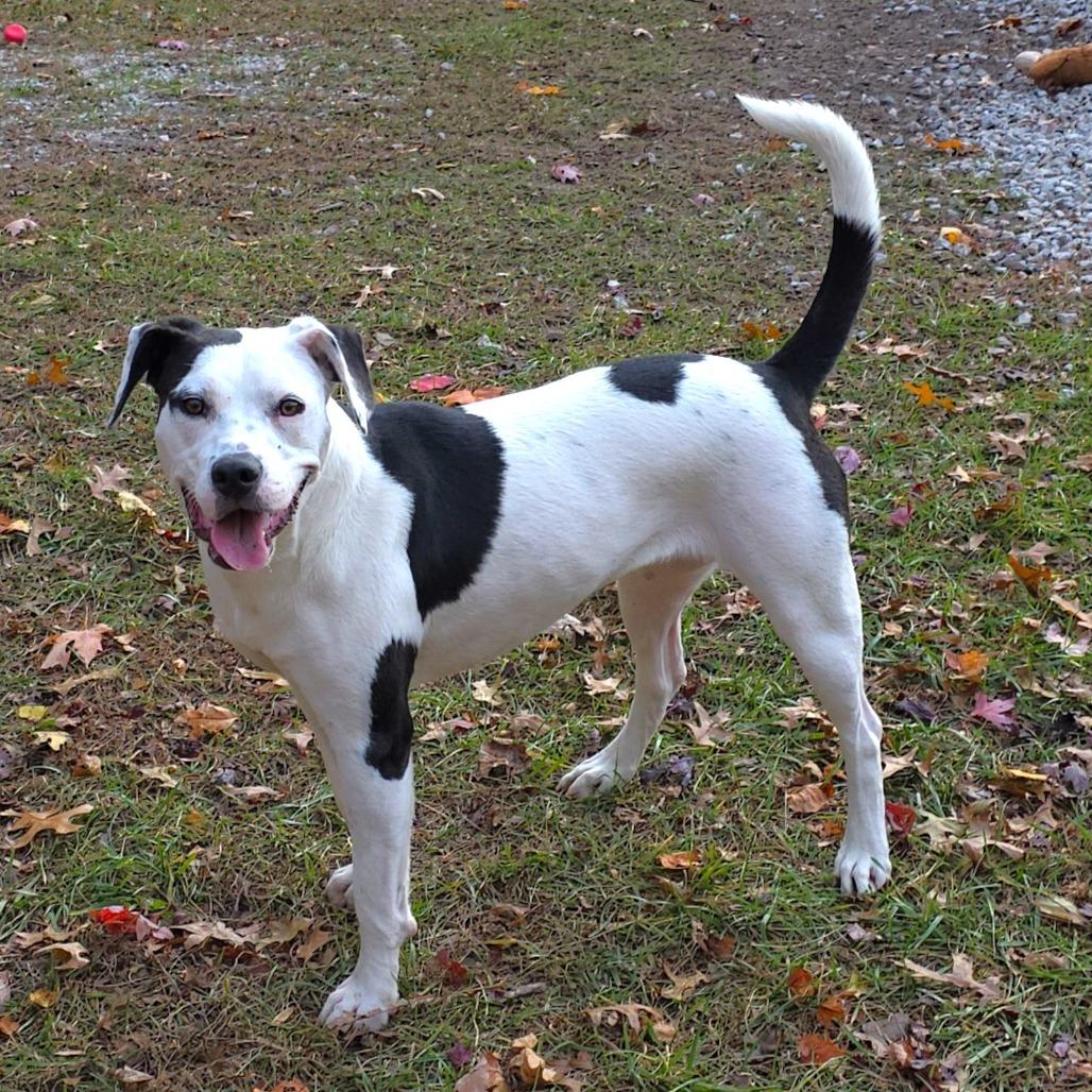 Passion Fruit, a Adoptable Mixed Breed in Michigan City, IN image 5/6
