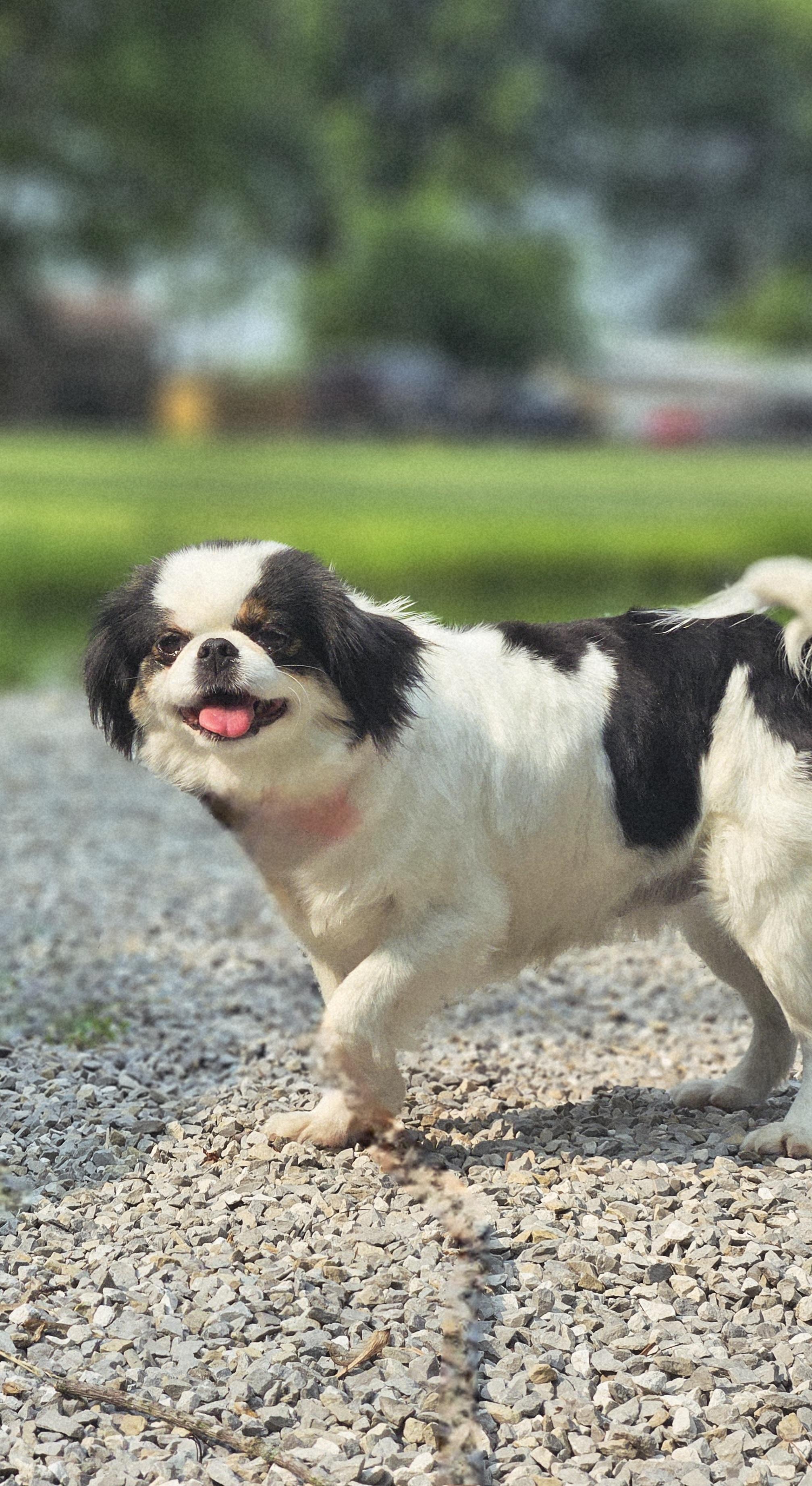 Enlarge Amia, a Adopted Japanese Chin in Ramsey, IN image 1/6