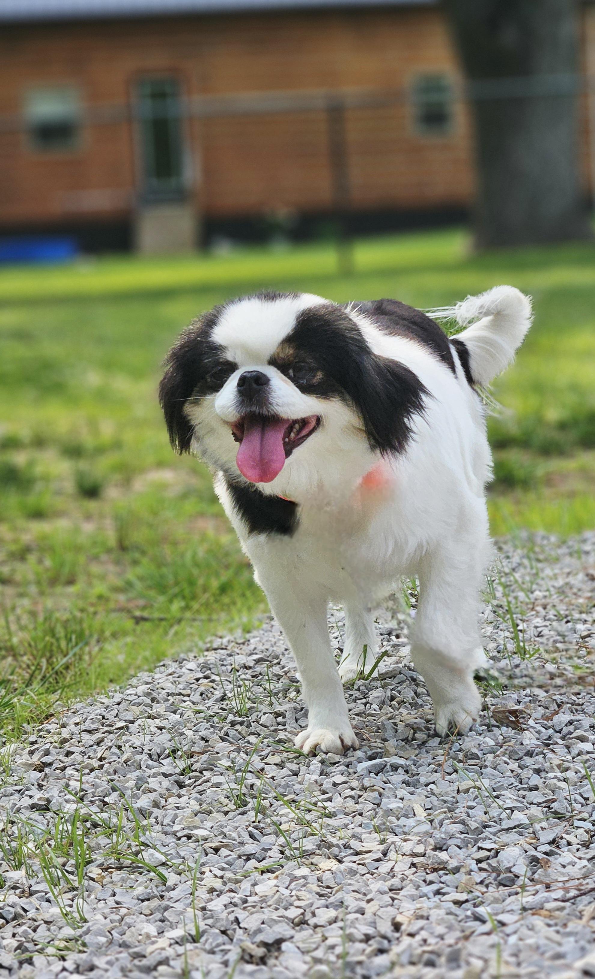 Enlarge Amia, a Adopted Japanese Chin in Ramsey, IN image 2/6