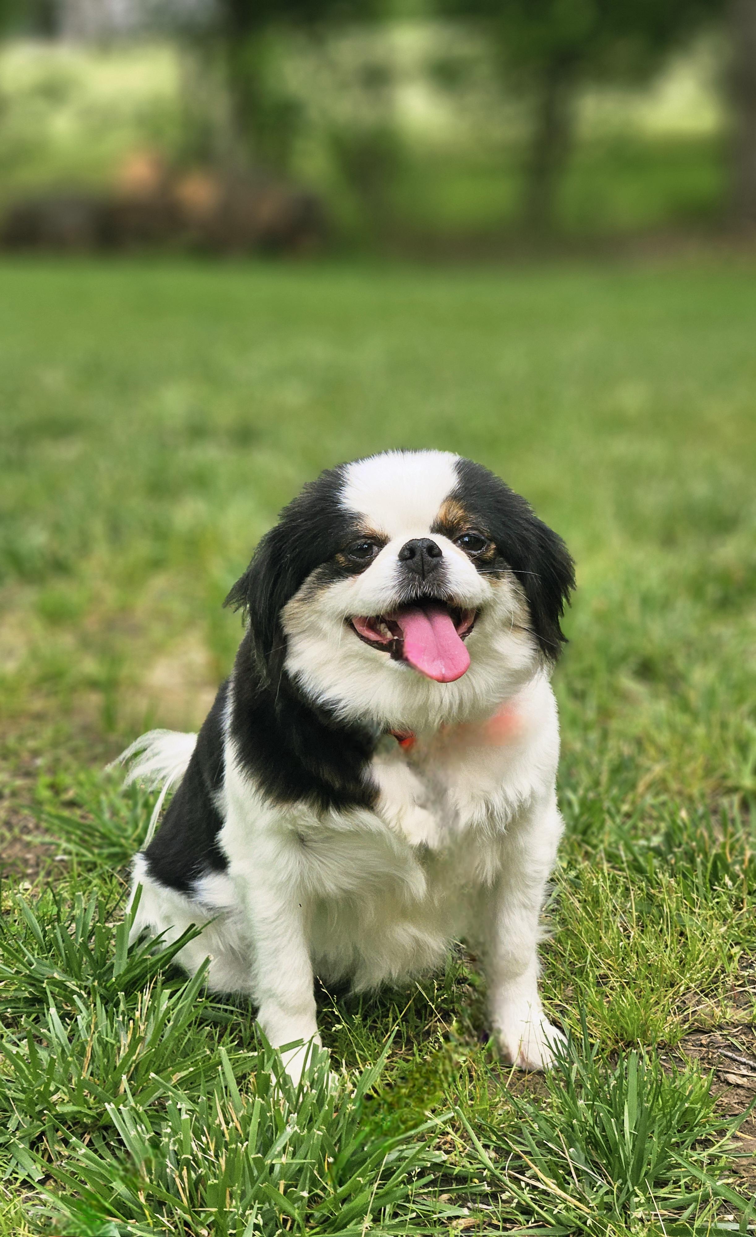 Enlarge Amia, a Adopted Japanese Chin in Ramsey, IN image 3/6