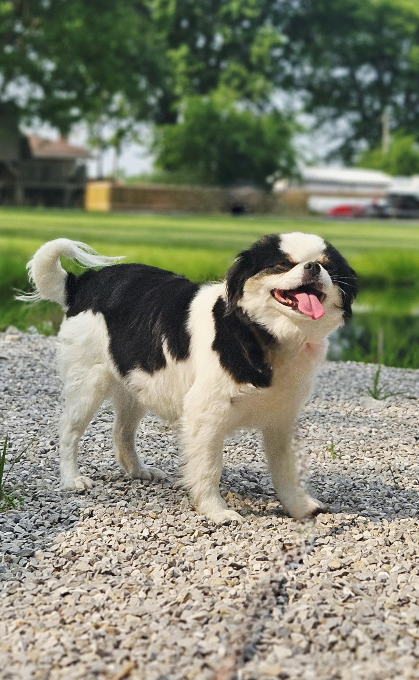 Enlarge Amia, a Adopted Japanese Chin in Ramsey, IN image 4/6