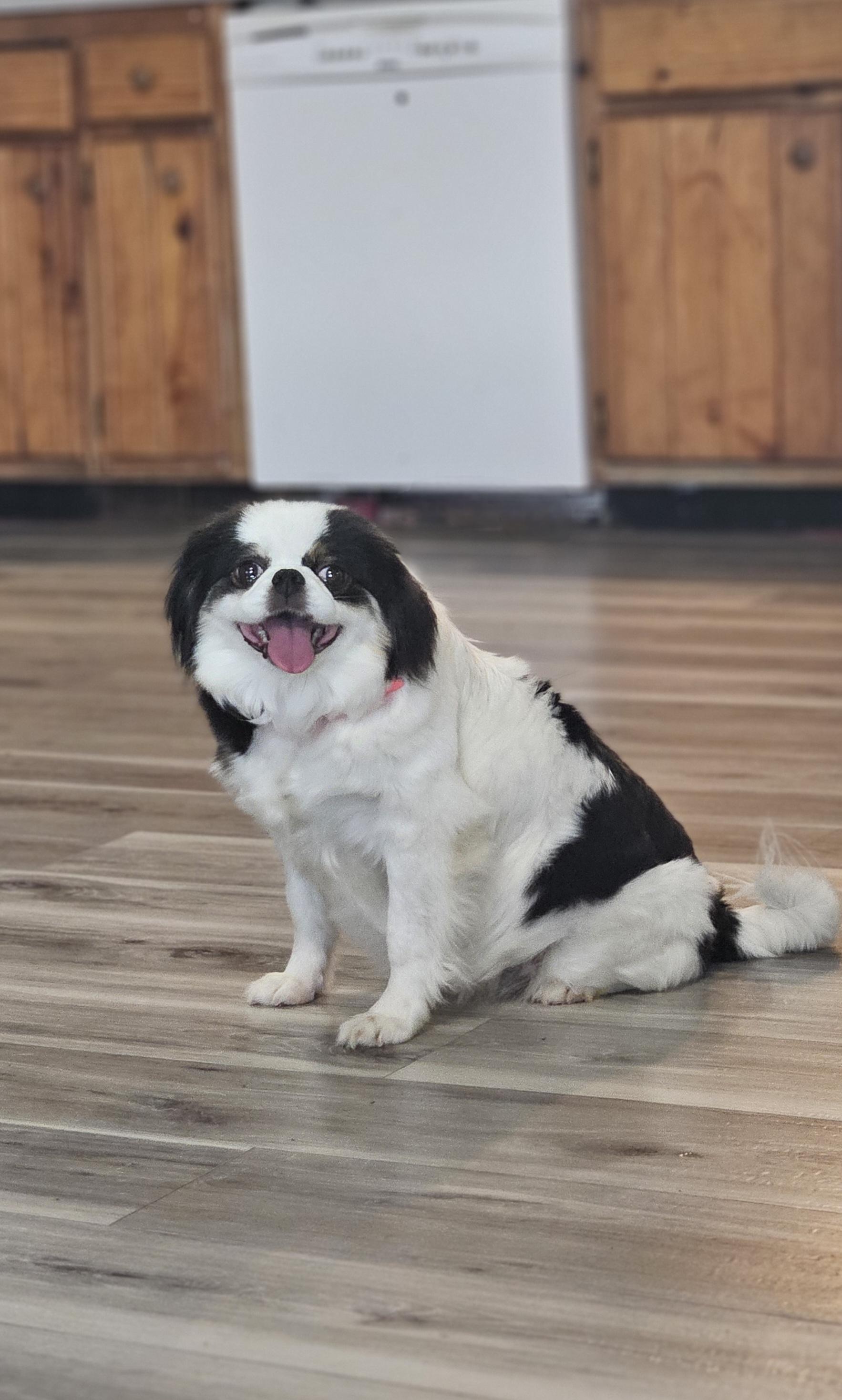 Enlarge Amia, a Adopted Japanese Chin in Ramsey, IN image 5/6