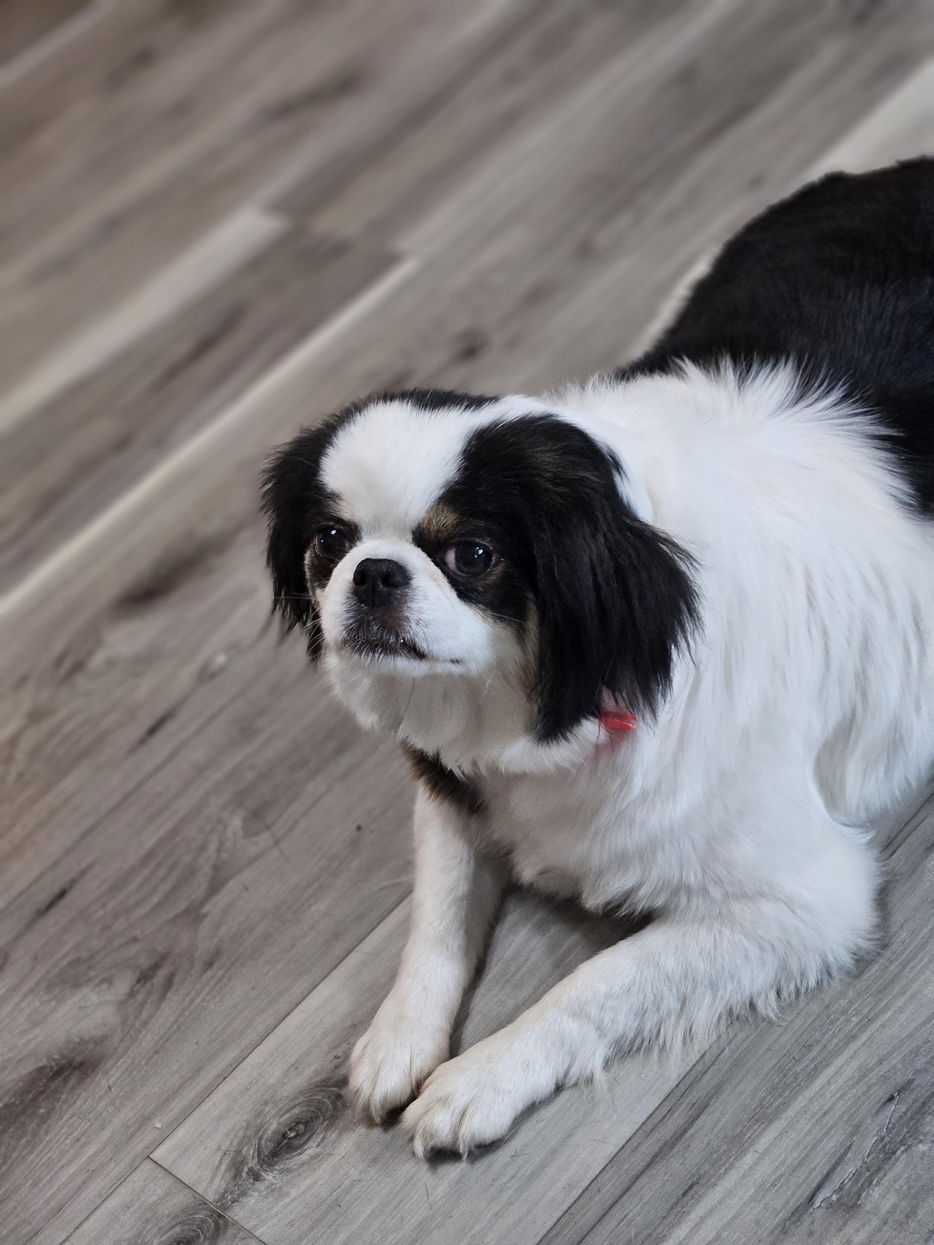 Enlarge Amia, a Adopted Japanese Chin in Ramsey, IN image 6/6