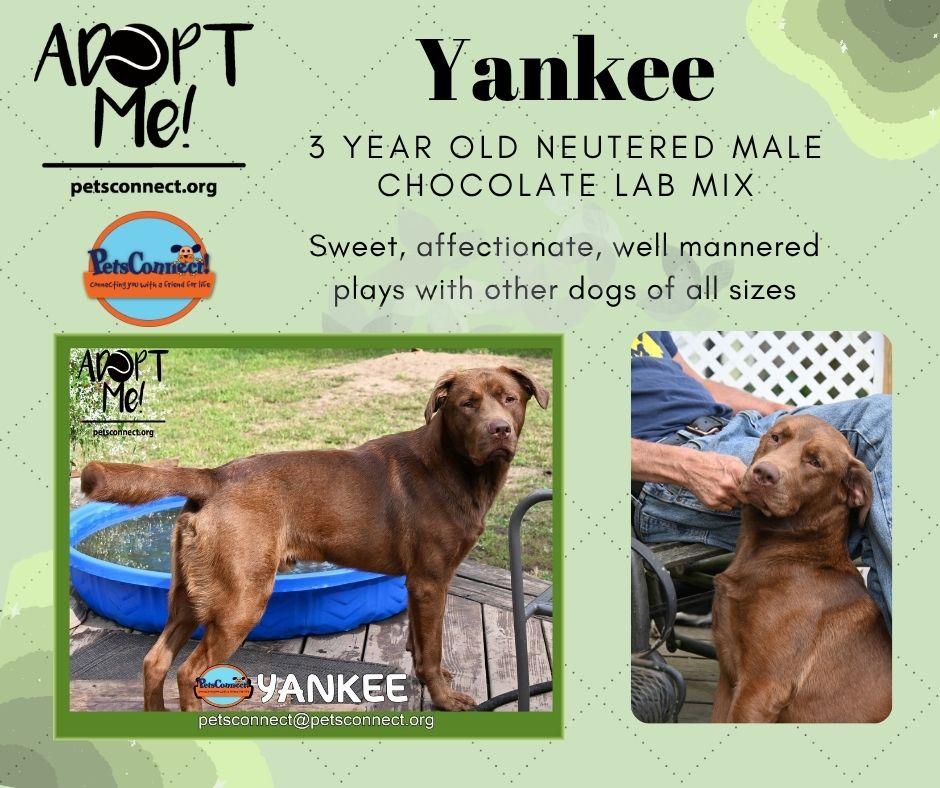 Enlarge Yankee, a ADOPTABLE Chocolate Labrador Retriever in South Bend, IN image 2/6