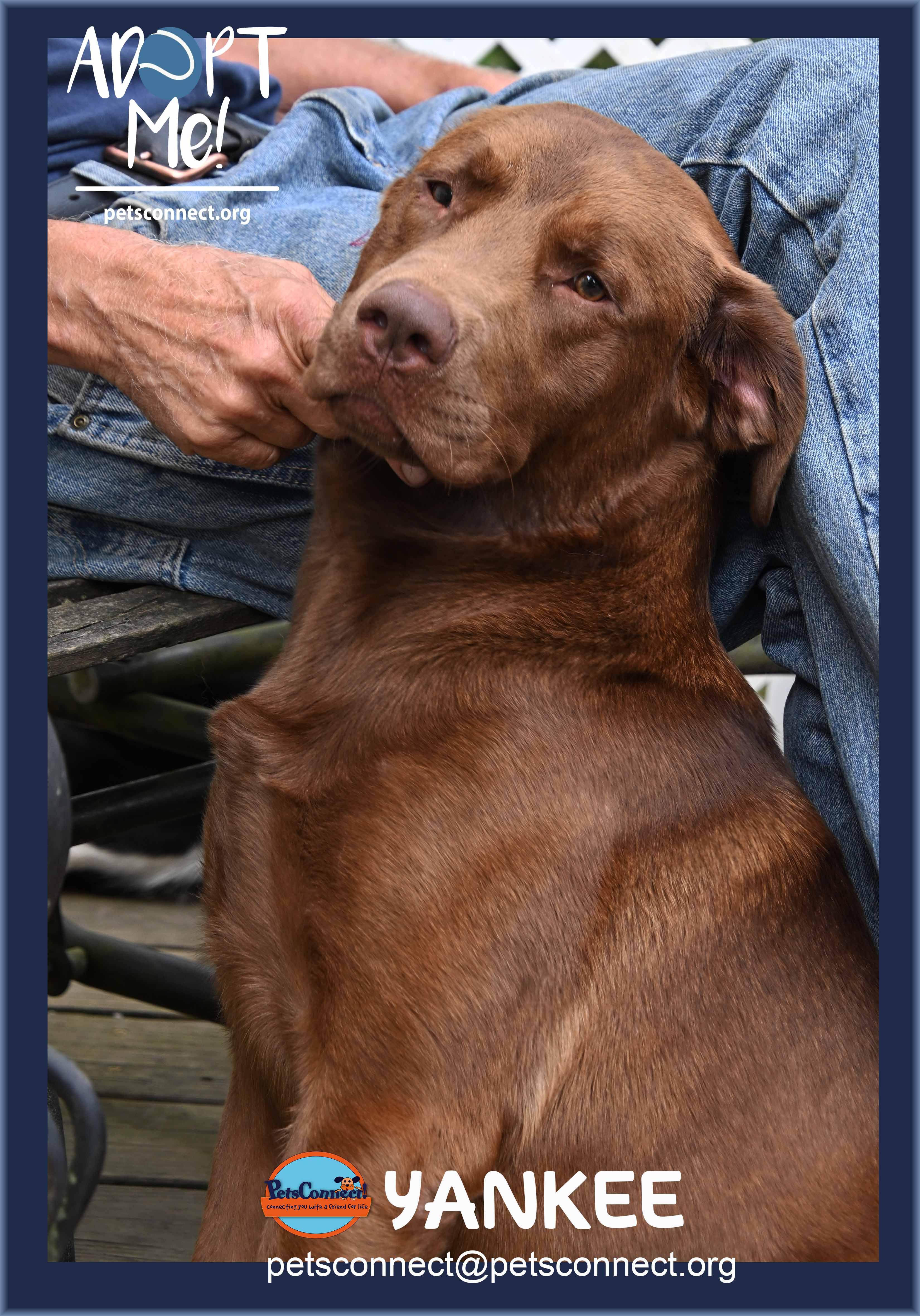 Enlarge Yankee, a ADOPTABLE Chocolate Labrador Retriever in South Bend, IN image 5/6
