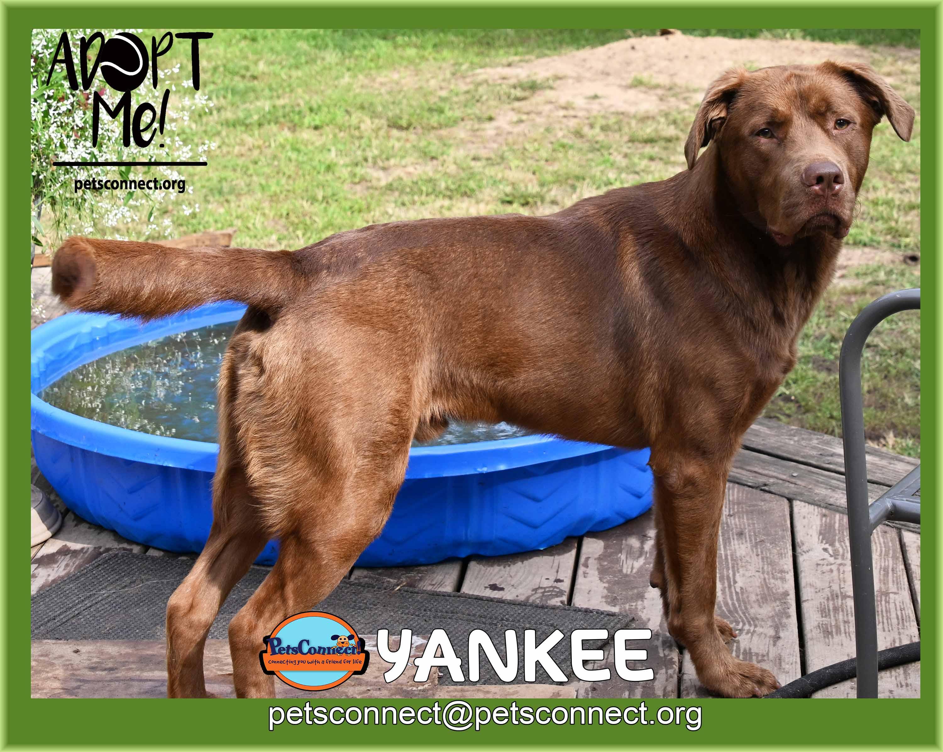 Yankee, ADOPTABLE, Adult Male Chocolate Labrador Retriever.