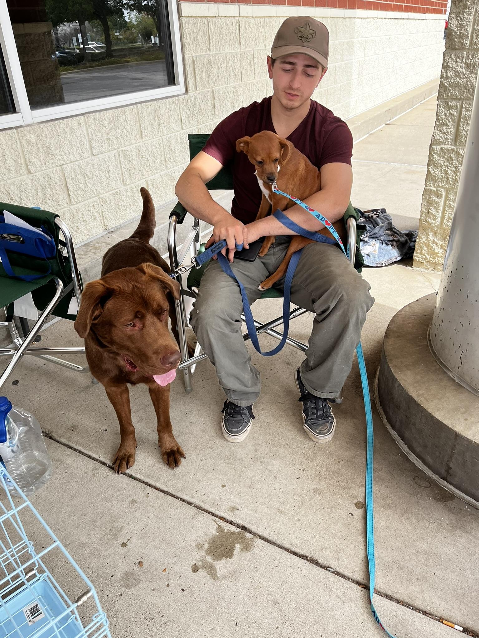 Enlarge Yankee, a ADOPTABLE Chocolate Labrador Retriever in South Bend, IN image 4/6