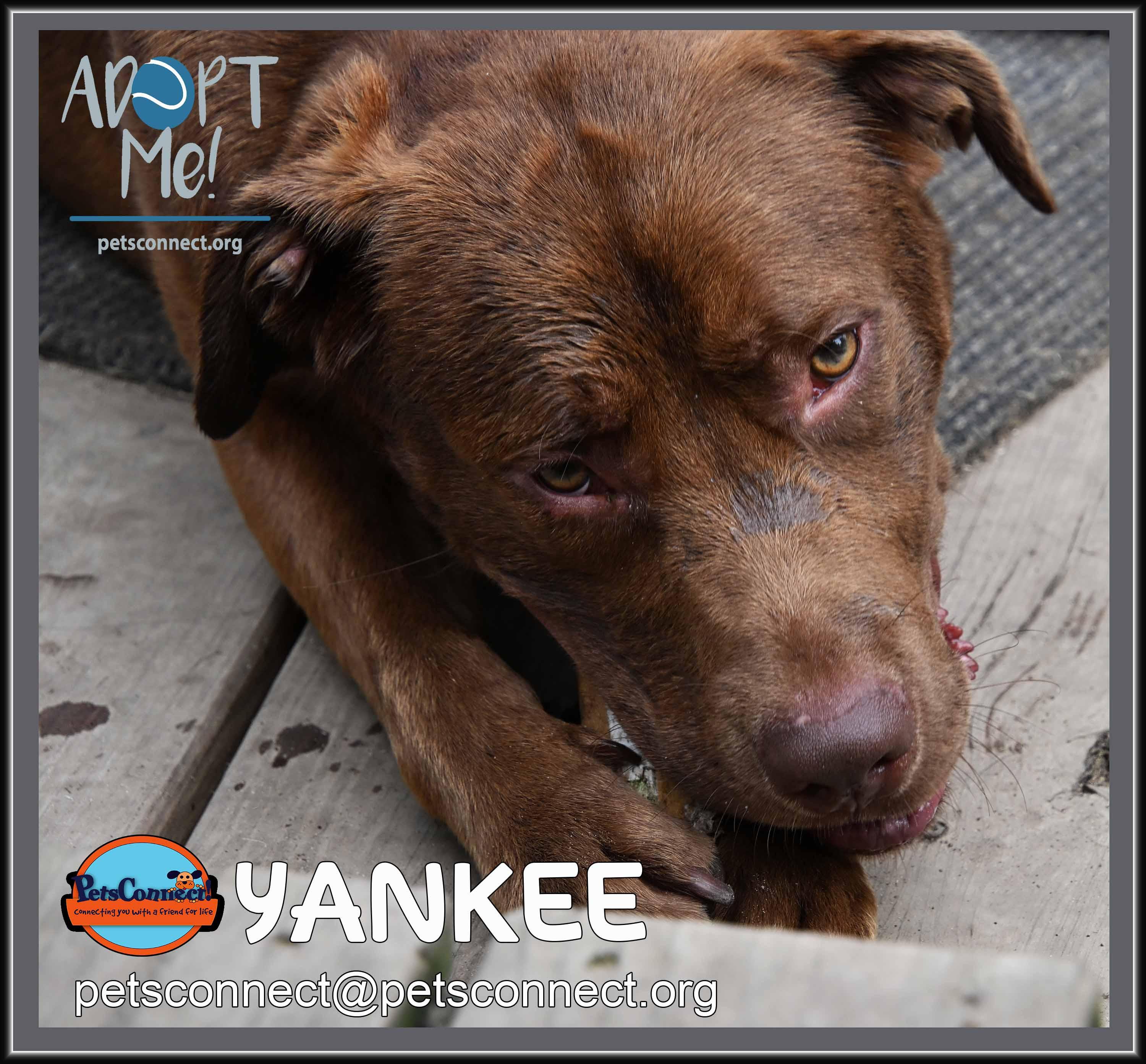Enlarge Yankee, a ADOPTABLE Chocolate Labrador Retriever in South Bend, IN image 6/6