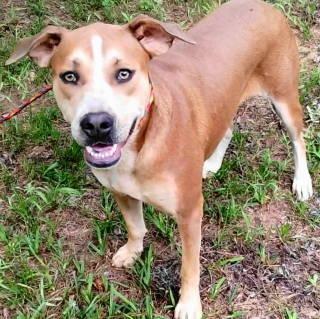 Aurora, a ADOPTABLE mixed breed in Chelmsford, MA image 2/5