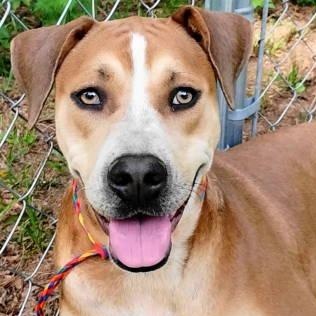 Aurora, ADOPTABLE, Young Female Boxer.