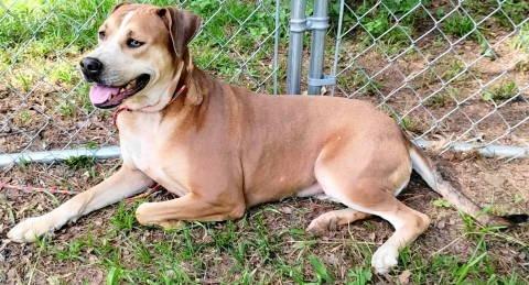 Aurora, a ADOPTABLE mixed breed in Chelmsford, MA image 4/5