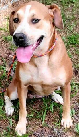 Aurora, a ADOPTABLE mixed breed in Chelmsford, MA image 3/5