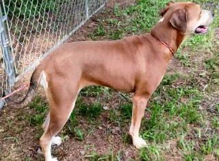 Aurora, a ADOPTABLE mixed breed in Chelmsford, MA image 5/5