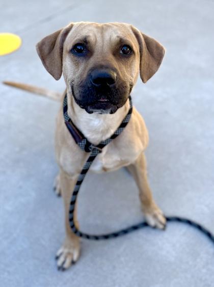 Simba, Adoptable, Adult Male Pit Bull Terrier & Mixed Breed.