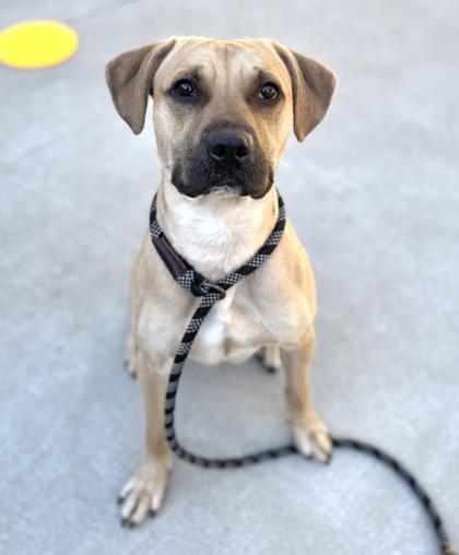 Enlarge Simba, a Adoptable mixed breed in King William, VA image 2/2