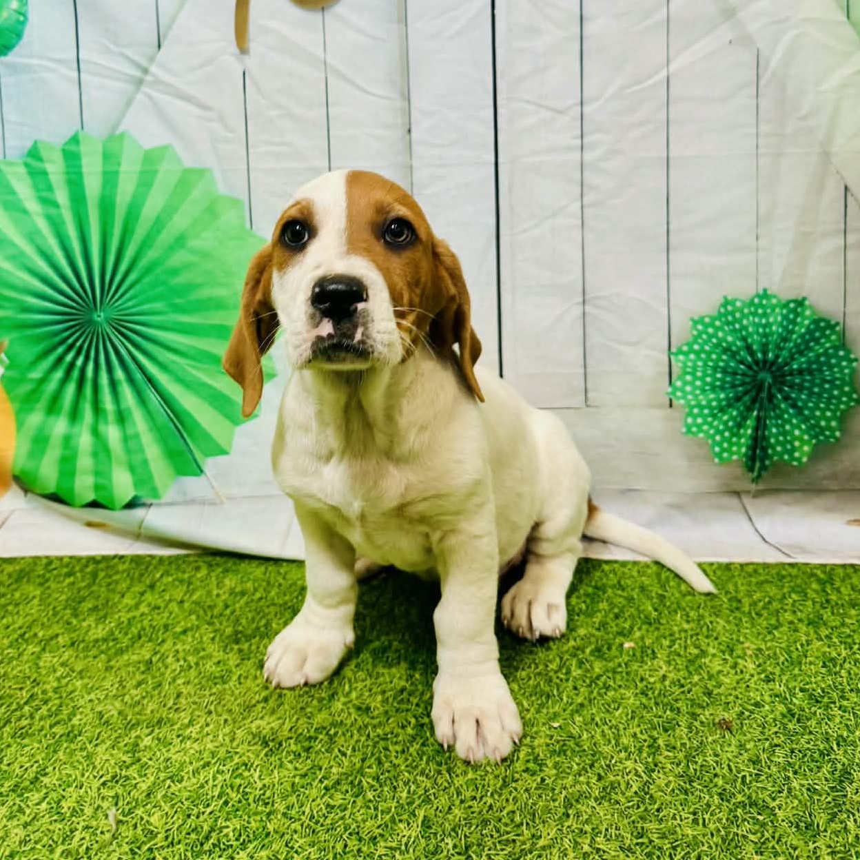 Jack, adopted, Puppy Male Basset Hound & Mixed Breed.