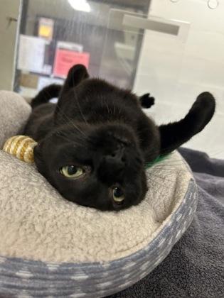 Soot, Adoptable, Adult Female Domestic Short Hair & Domestic Short Hair.
