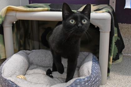 Soot, a Adoptable mixed breed in Scotia, NY image 2/3