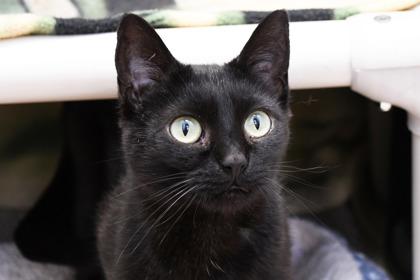 Soot, a Adoptable mixed breed in Scotia, NY image 3/3