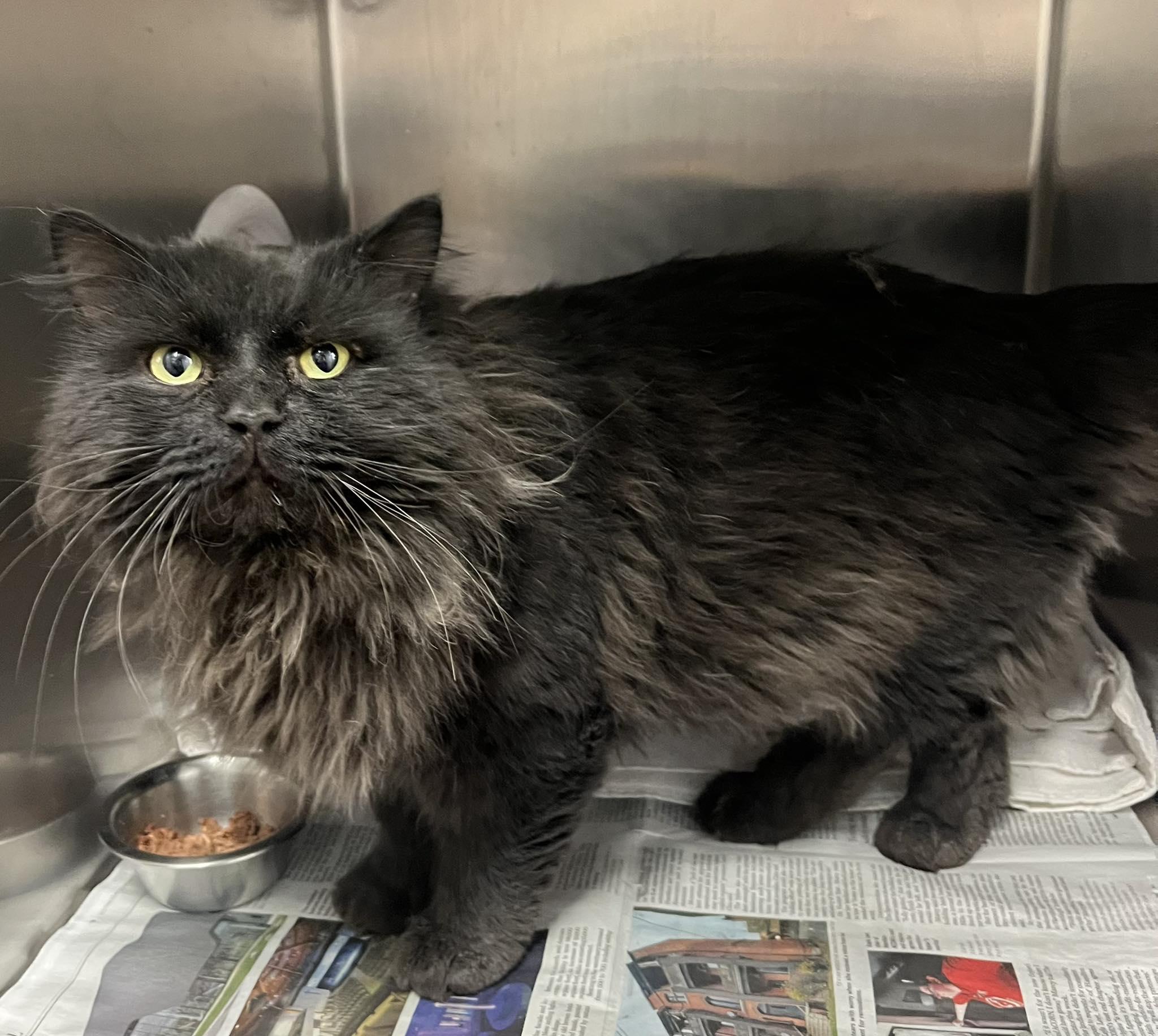 Enlarge BRONCO, a Adoptable Domestic Long Hair in Toronto, ON image 1/2