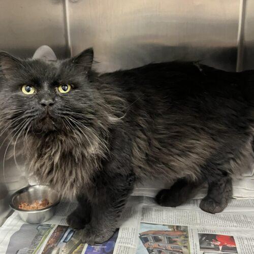 Enlarge BRONCO, a Adoptable Domestic Long Hair in Toronto, ON image 2/2