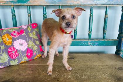 Nutmeg, a Adoptable mixed breed in San Antonio, TX image 1/3