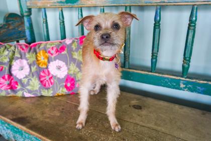 Nutmeg, a Adoptable mixed breed in San Antonio, TX image 2/3