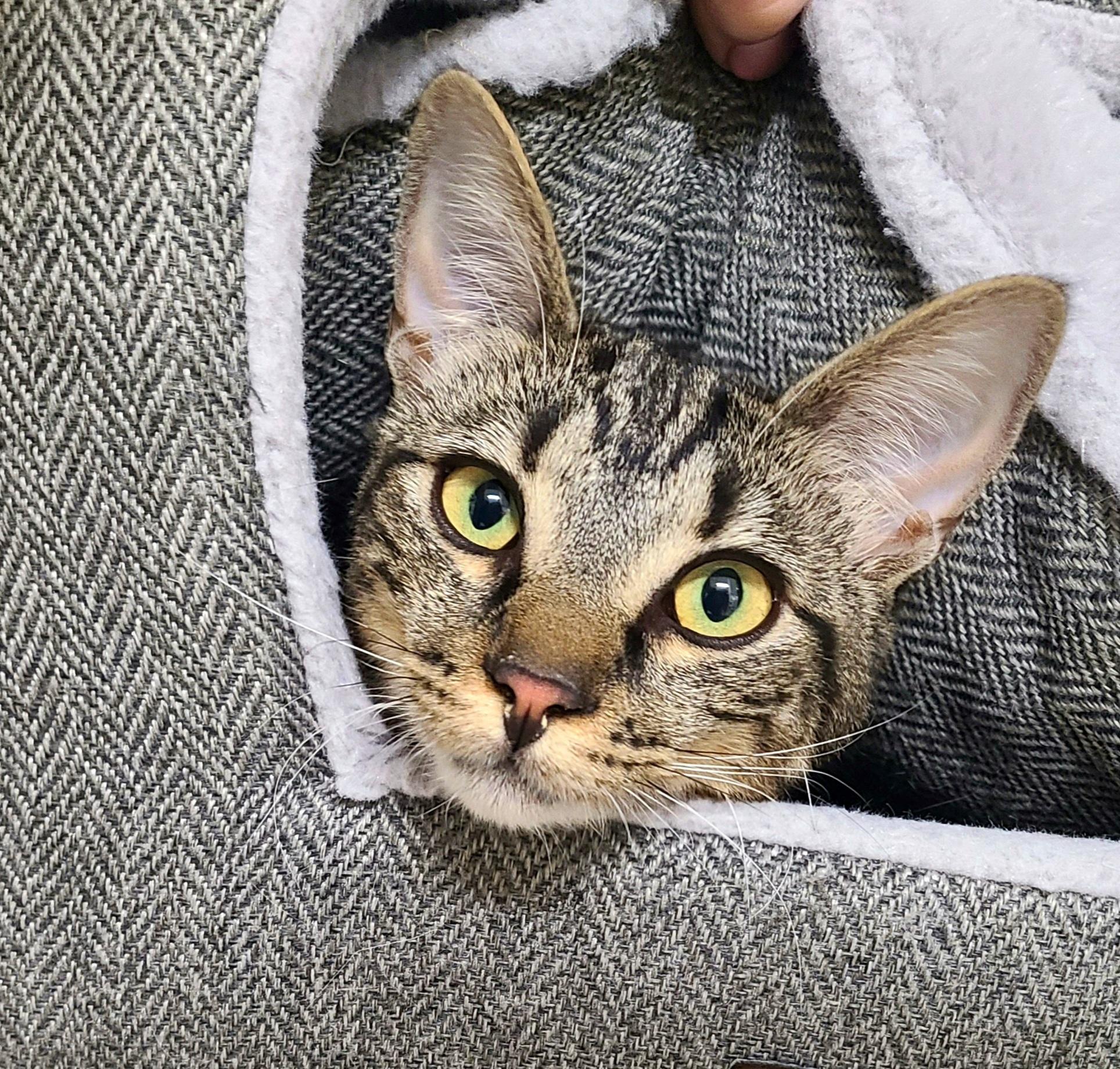 Zinnia, ADOPTABLE, Kitten Female Domestic Short Hair.