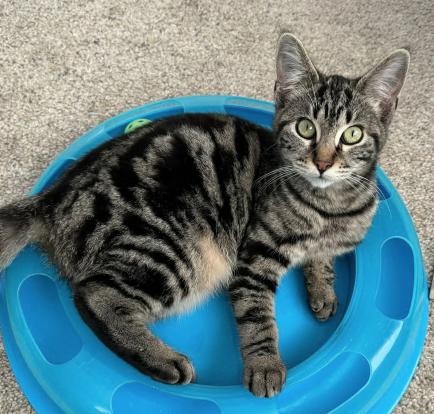 Neith (Bonded with Nev), ADOPTABLE, Kitten Female Domestic Short Hair.