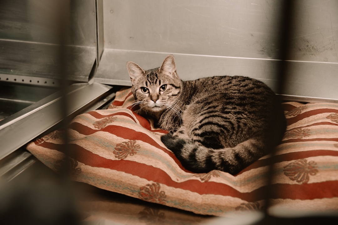 Alex, a Adoptable mixed breed in Humboldt , SK image 1/4