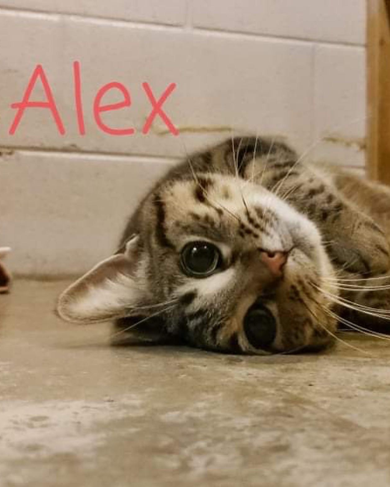 Alex, a Adoptable mixed breed in Humboldt , SK image 2/4