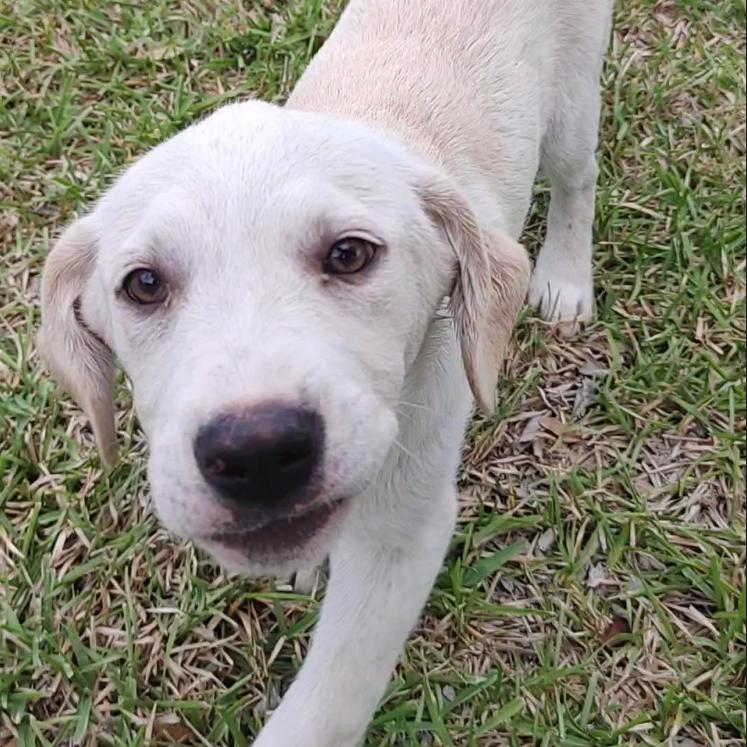 Enlarge Marshall, an adopted Labrador Retriever in Tacoma, WA image 3/6
