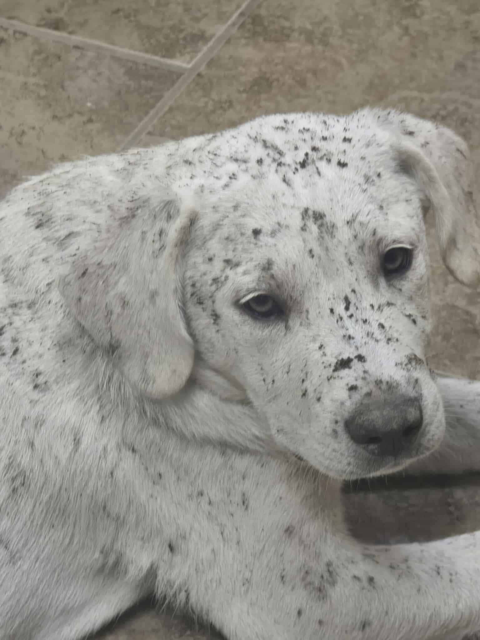 Enlarge Marshall, an adopted Labrador Retriever in Tacoma, WA image 5/6