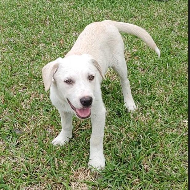 Enlarge Marshall, an adopted Labrador Retriever in Tacoma, WA image 2/6